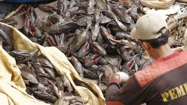 Terungkap, Penyebab Ribuan Ikan Mati di Kali Kramat Jati