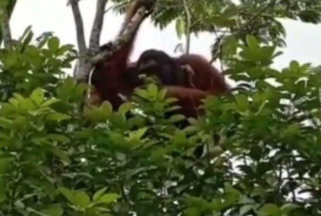 Heboh Seekor Orang Utan 'Mampir' ke Permukiman Warga di Palangka Raya