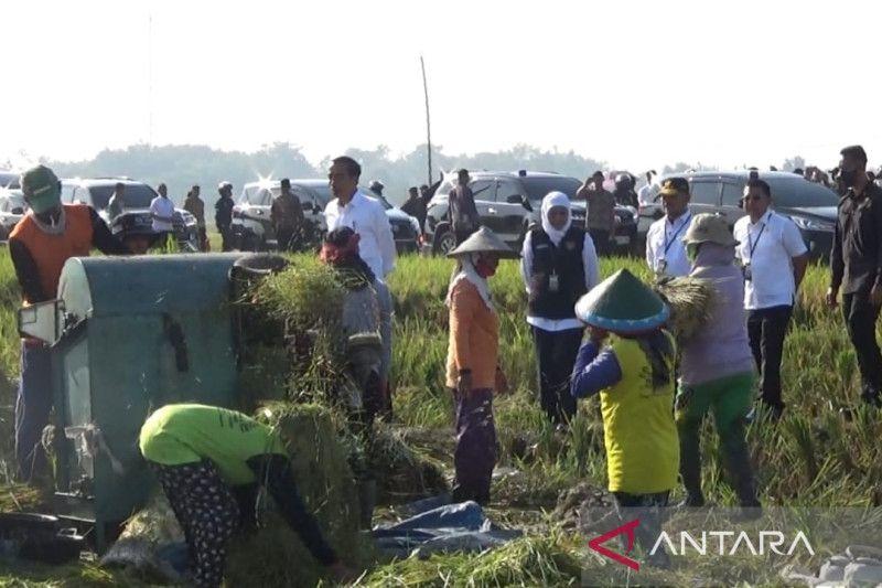 Presiden Jokowi Didampingi Khofifah Lakukan Panen Raya di Ngawi Jawa Timur