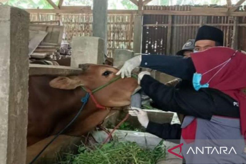 Penanganan PMK di Sampang Tak Bisa Cepat karena Kekurangan Dokter Hewan