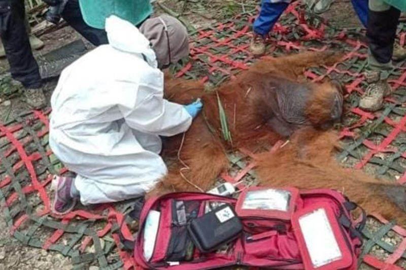 BKSDA Aceh Evakuasi Orangutan di Perkebunan Sawit Milik PTPN 1