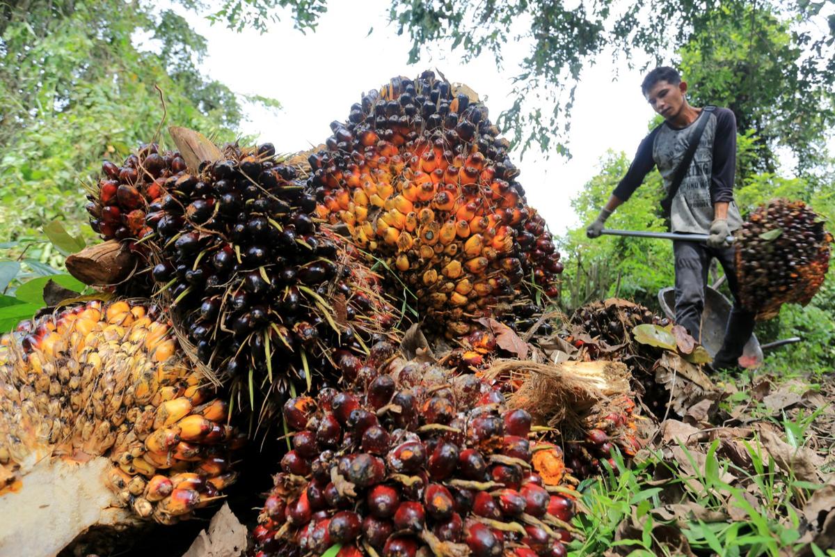 Pimpinan DPD RI Minta Subsidi Pupuk untuk Petani Sawit Swadaya