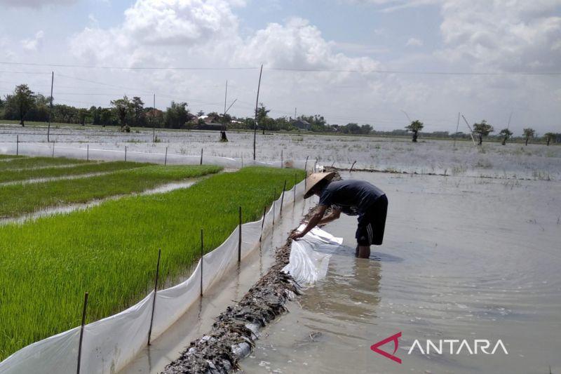 Ratusan Hektare Tanaman Padi di Kudus Tergenang Banjir