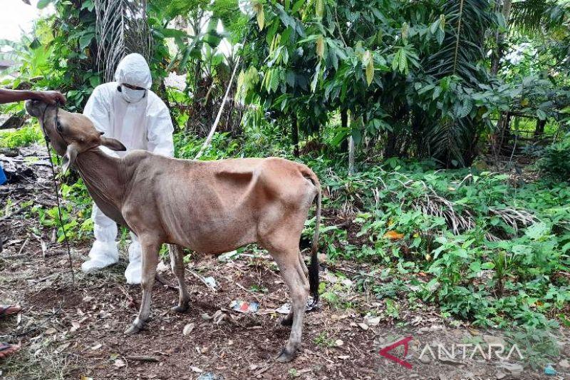445 Ekor Sapi di Aceh Timur Sembuh dari PMK