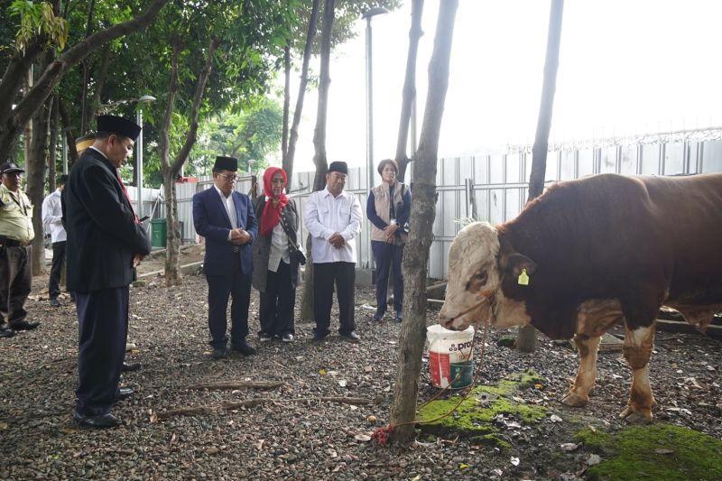 Menag Yaqut Serahkan Sapi Kurban untuk Masjid Istiqlal