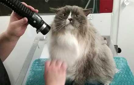 Kecintaan Kepada Kucing Mendatangkan Rezeki Bagi Pria Asal Lumajang