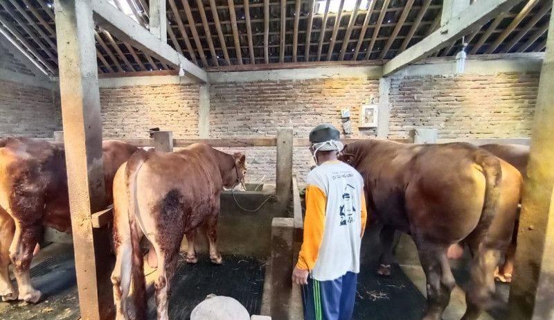 Presiden Jokowi Beli Sapi Kurban 620 Kg dari Peternak Karanganyar