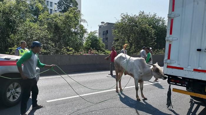 Waduh! Hendak Disembelih, Sapi di Jakbar Ngamuk hingga Masuk Tol