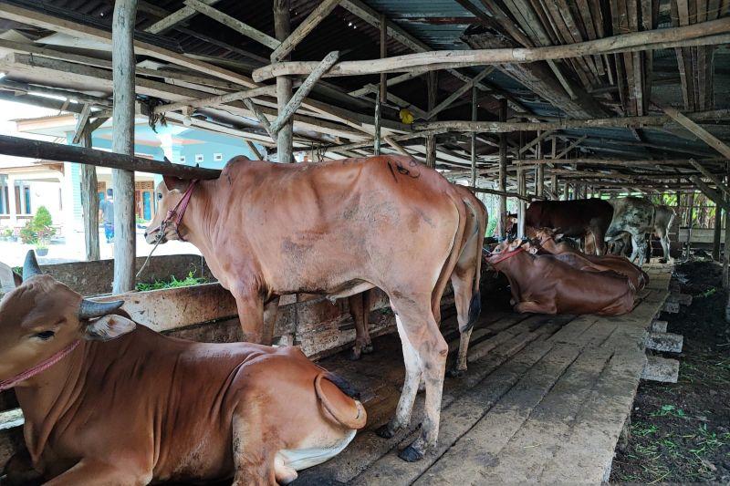 Empat Ekor Sapi di Rembang Sembuh dari PMK