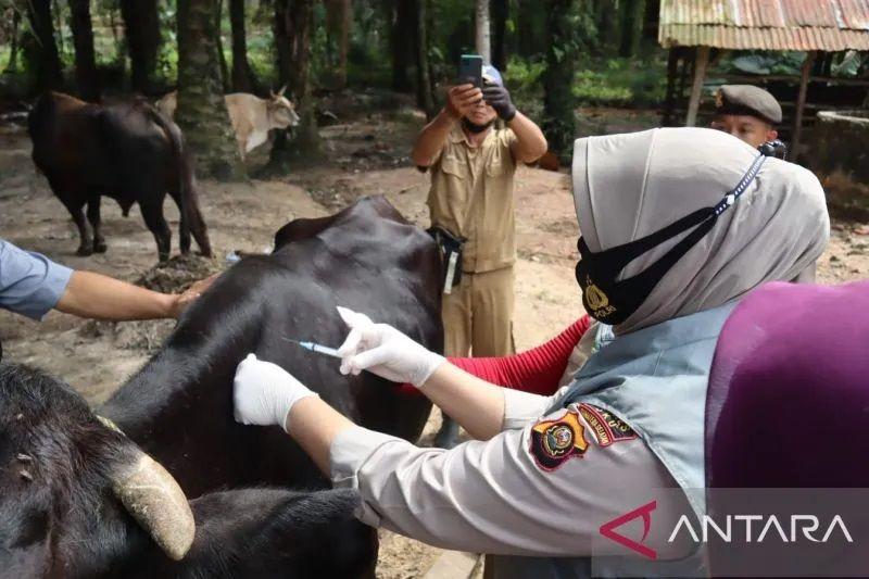 Satgas PMK: 1,43 Juta Ekor Sapi telah Divaksin