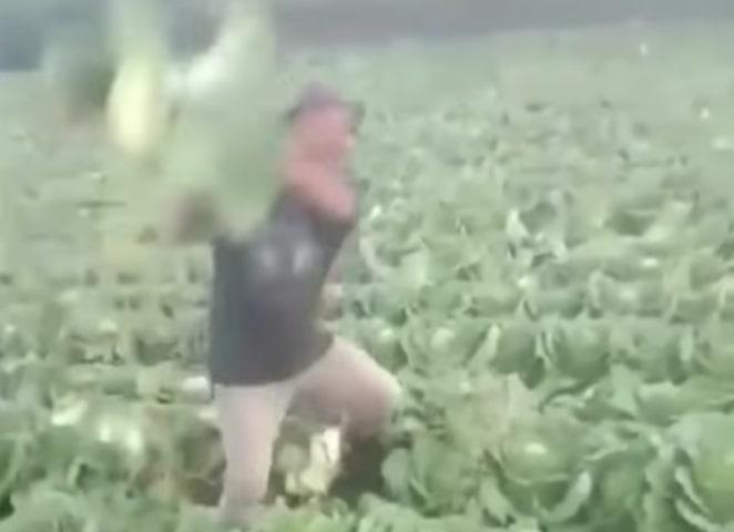 Viral Petani di Pemalang Ngamuk dan Rusak Hasil Panennya gegara Harga Jual Anjlok