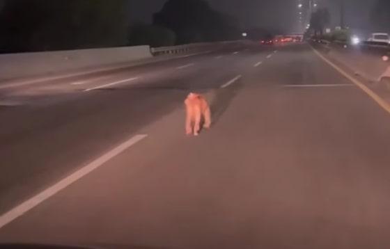Duh Kasihan, Seekor Anjing Tak Bertuan Berjalan Kebingungan di Tengah Tol JORR KM 39