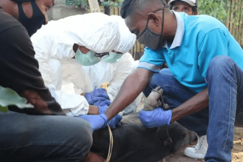 6 Kecamatan di Kupang Laporkan Kematian Babi Mendadak, Diduga Flu Afrika