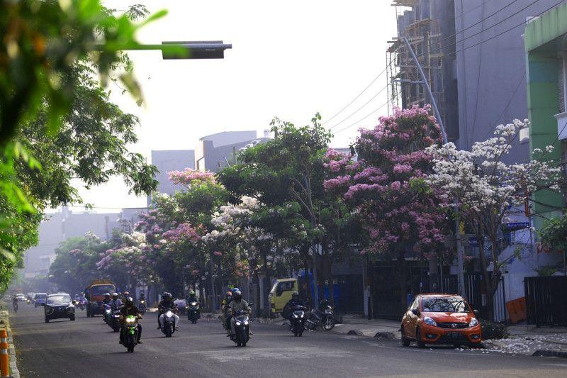 Wow! Sebanyak 16.263 Pohon Tabebuia yang Ditanam 10 Tahun Lalu, Kini Bermekaran di Surabaya