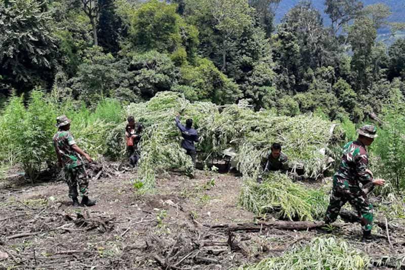 TNI Musnahkan Ribuan Batang Ganja di Gayo Lues Aceh