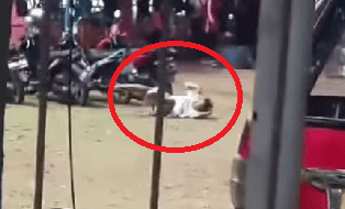 Viral! Tukang Parkir dan Pengunjung Danau Jambore Cibubur Diserang Segerombolan Tawon