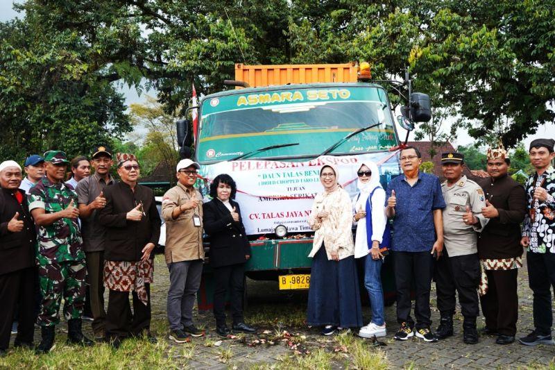 Daun Talas Beneng Lumajang Diekspor ke Amerika Serikat
