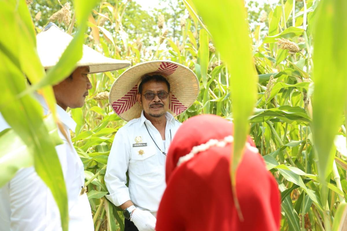 Mentan SYL Panen Sorgum di Kabupaten Lamongan