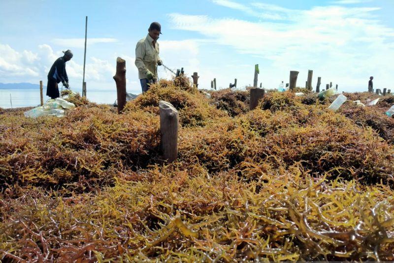 KKP Siapkan Empat Kawasan Industrialisasi Rumput Laut