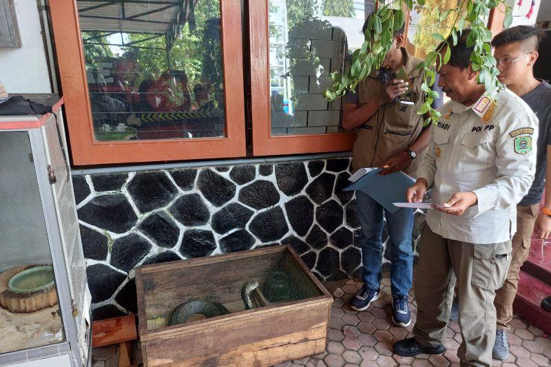 King Cobra yang Tewaskan Pemiliknya di Trenggalek Kini Dirawat Panji Petualang