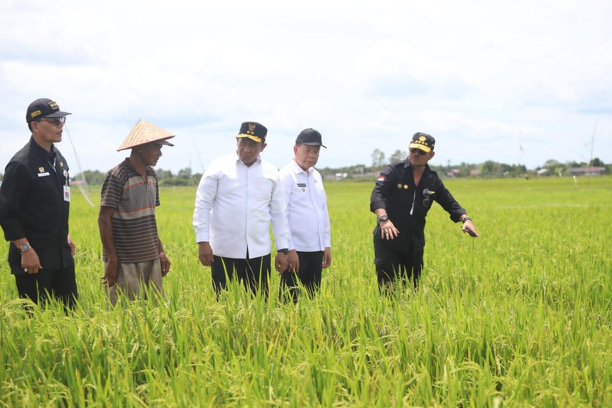 Mentan SYL Puas Pertanaman dan Peningkatan Luas Tanam Padi di Food Estate Kalteng