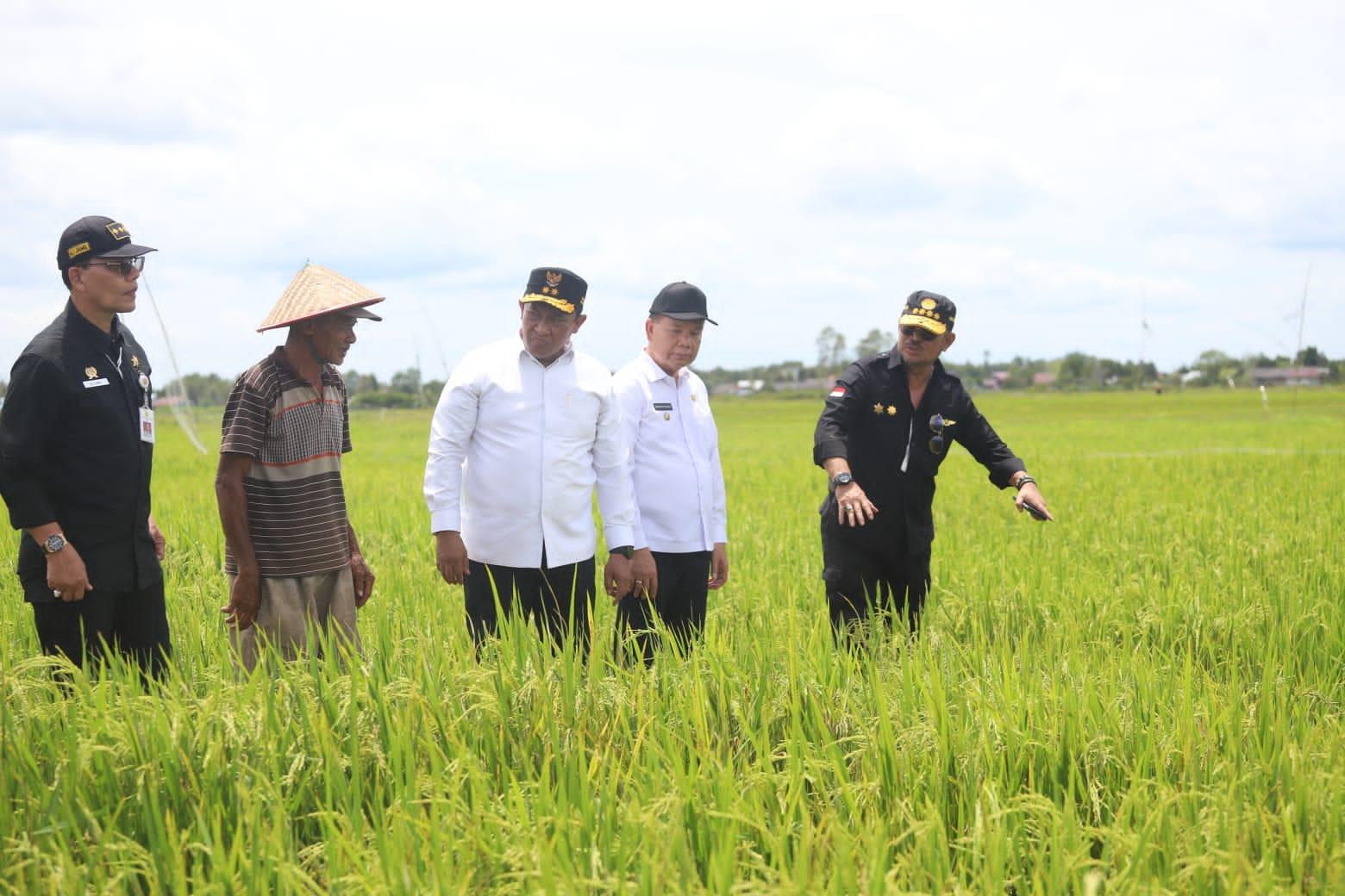 Mentan SYL Puas Pertanaman dan Peningkatan Luas Tanam Padi di Food Estate Kalteng