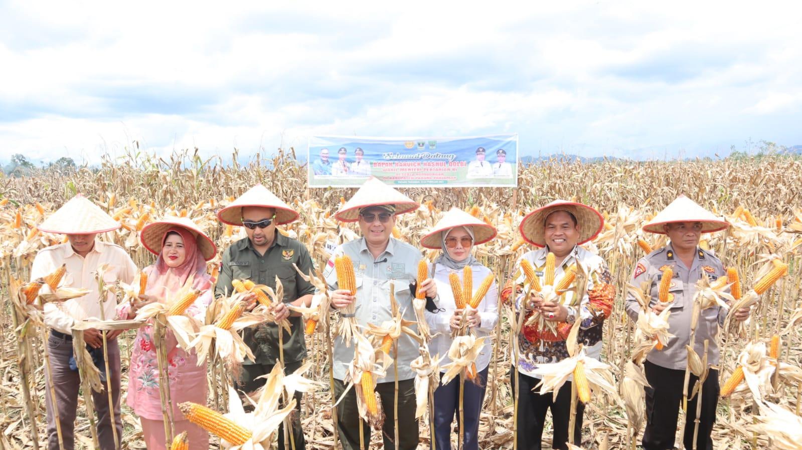 Wujudkan Akselerasi Ketahanan Pangan, Wamentan Tanam Padi dan Panen Jagung di Padang Pariaman