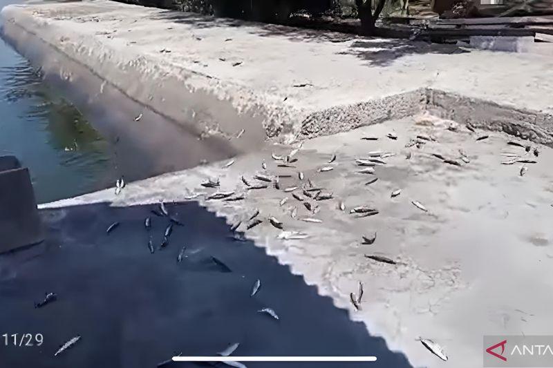 BMKG Sebut Fenomena Ikan Kecil di Pantai Mutiara Terdampar Bukan Tanda Gempa