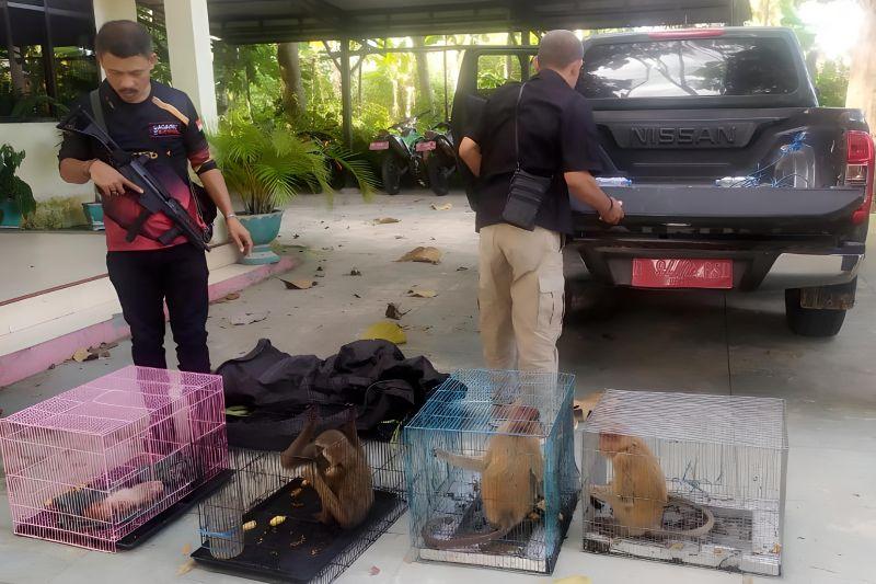 KLHK Gagalkan Penyelundupan Satwa Liar Dilindungi di Gorontalo, 1 Bekantan Ditemukan Mati