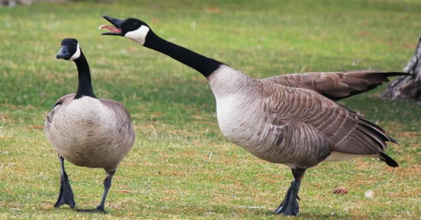 Epic! Pertarungan 'One on One' Manusia Vs Angsa Kanada