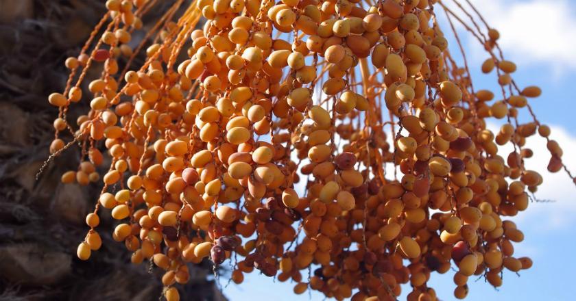 Khasiat Besar Kurma Muda Buah Asal Timur Tengah yang Lagi 'Hits'