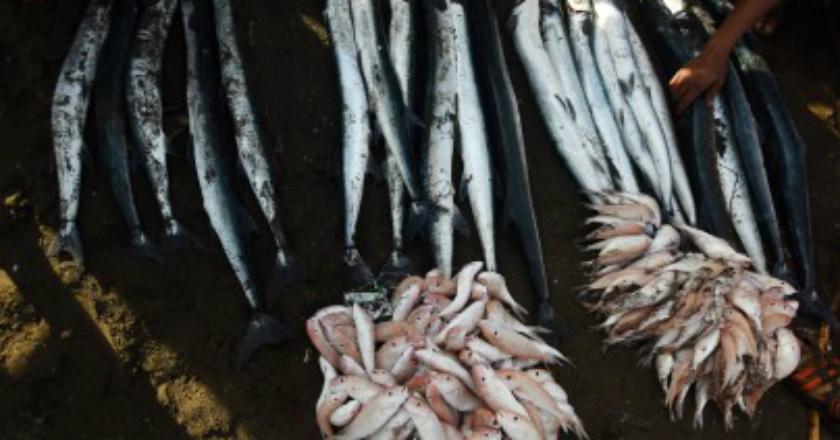 Ekspor Hasil Perikanan Bali Naik 51,12 Persen