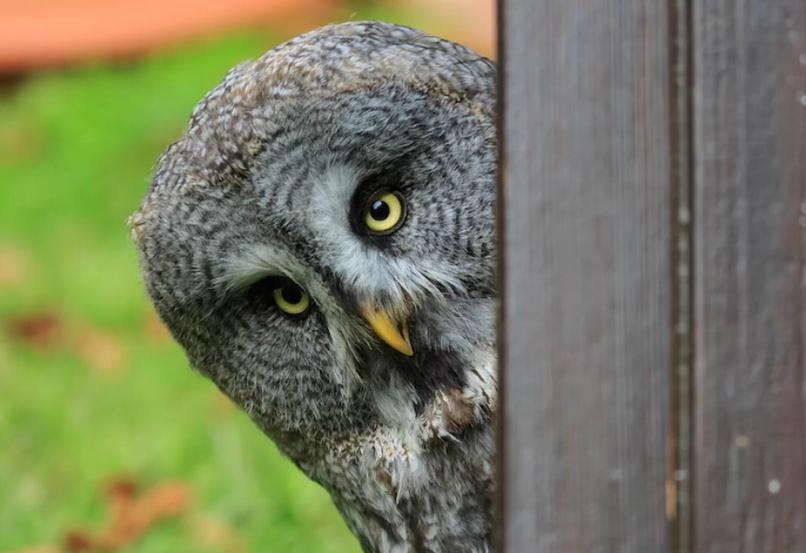Fakta Tentang Burung Hantu yang (Mungkin) Belum Kamu Tahu