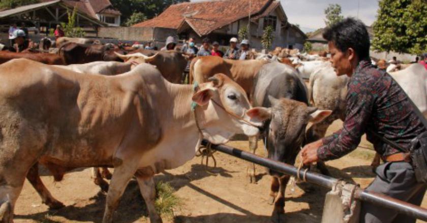 Sebelum Beli, Cek Harga Hewan Kurban Dulu Nih!