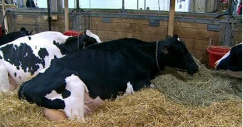 Tengok Nih! Missy, Sapi Termahal di Dunia yang Harganya Bikin Syok