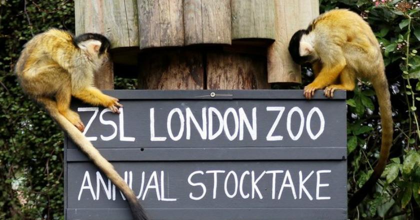 Kebun Binatang London Berikan Es Krim untuk Satwa Dampak Suhu Panas