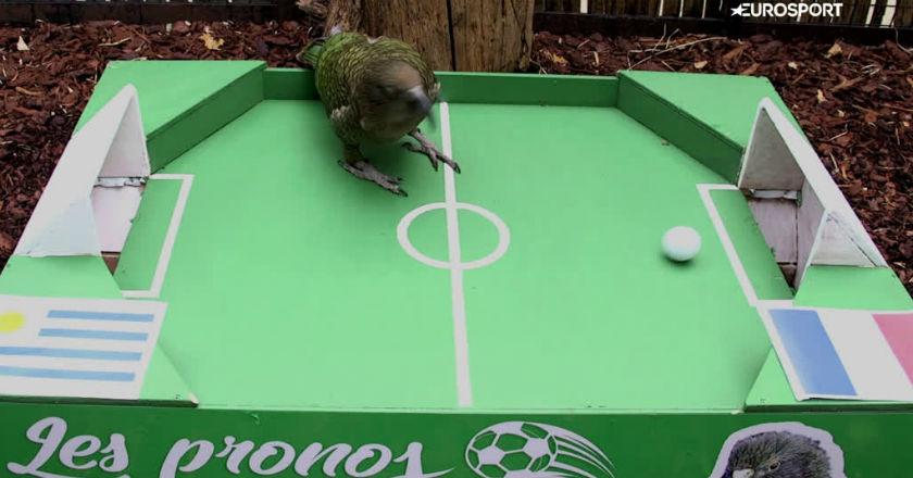 Burung Beo Newton Prediksi Prancis Kalahkan Uruguay