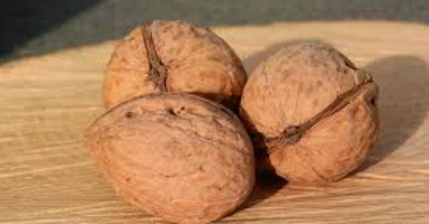 Jaga Kesehatan Tubuh dengan Mengonsumsi Kacang Kenari