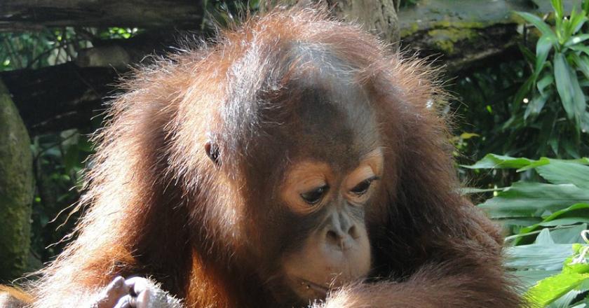 Greenpeace: Usut Tuntas Kasus Perusakan Habitat Orangutan!
