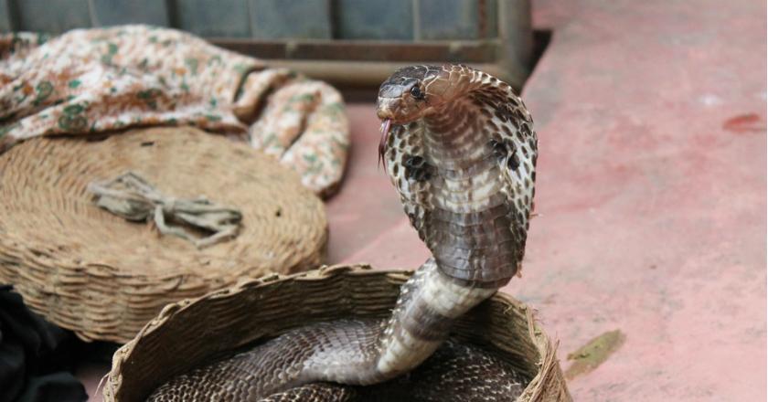 Begini Hitungan Bisnis Racun Kobra yang Menggiurkan