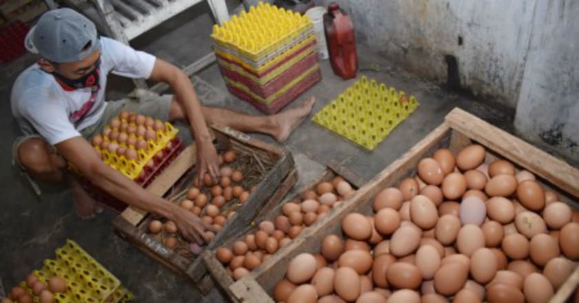 Kata Disperindag Soal Kenakan Harga Telur yang Meningkat Tajam