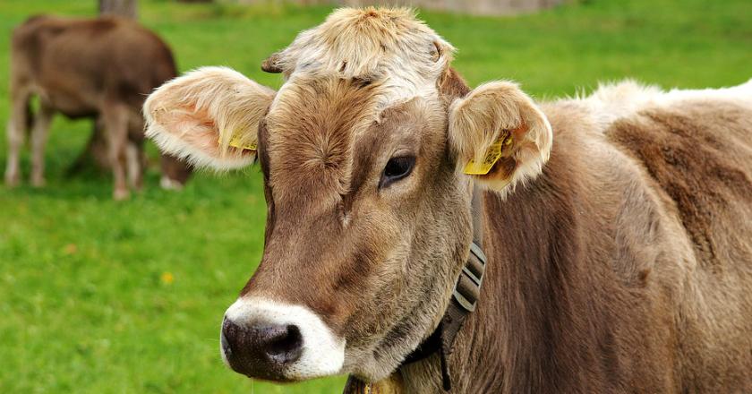 Minat Sapi Kurban dari Banten? Berikut Update Harganya