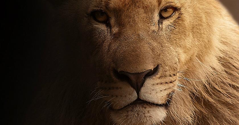 Siapa Bilang Si Raja Hutan Itu Galak? Pedestrian Sejati Lho