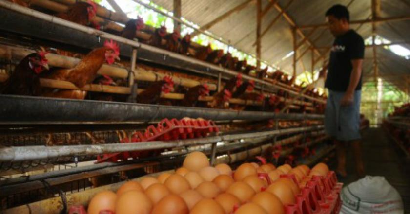 Pengamat Curigai 'Permainan' Pedagang di Harga Telur Ayam