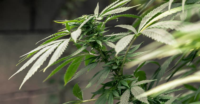 Parlemen Lebanon Godok Legalisasi Penggunaan Ganja