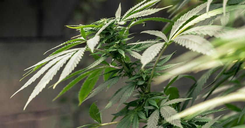 Parlemen Lebanon Godok Legalisasi Penggunaan Ganja