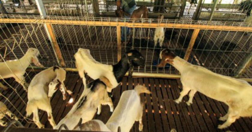 Lebaran 3 Pekan Lagi, Harga Hewan Kurban Naik Rp300.000