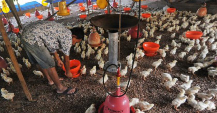 Pengusaha Unggas Pesimis Harga Ayam Bisa Turun