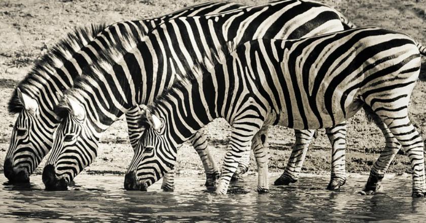 Duh, Kebun Binatang di Mesir Mengecat Keledai Menjadi Zebra