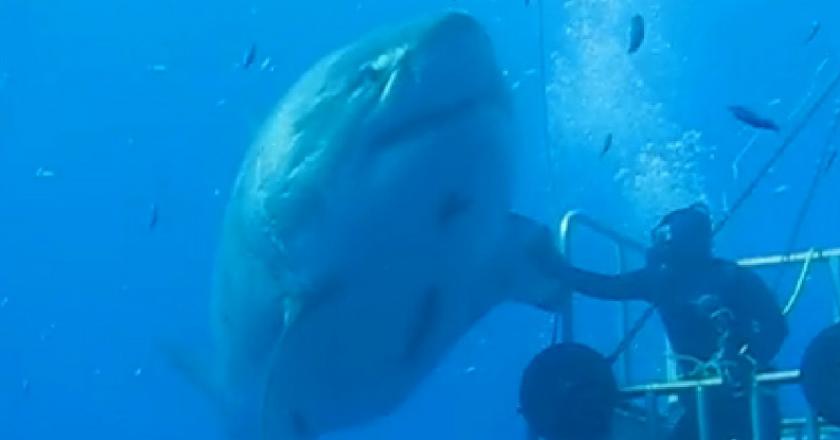 Hiu Terbesar di Dunia Tertangkap Kamera untuk Pertama Kali, Begini Penampakannya